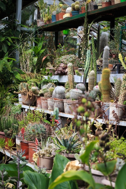 Collection of cacti in pots Garden decoration Various types of beautiful cactus garden Shelves with pots cactus market