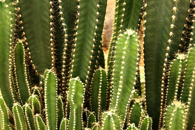 Collection of cactus or succulent green plant