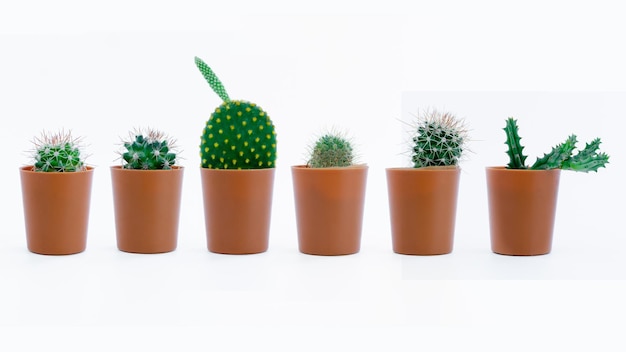 Collection cactus with a brown pot isolated on a white background