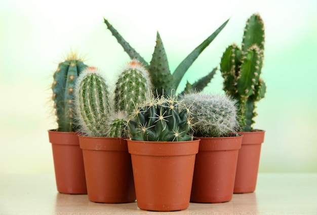 Collection of cactuses on wooden table