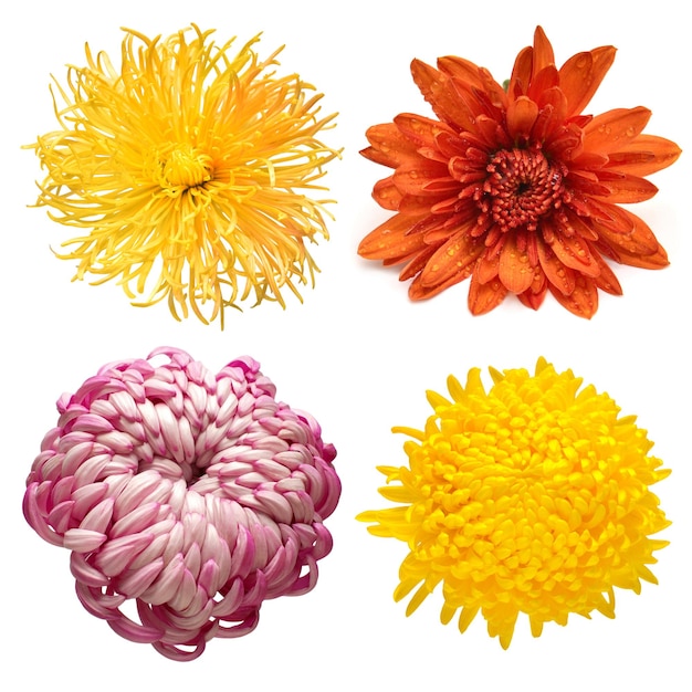 Photo collection chrysanthemum head flower isolated on white background