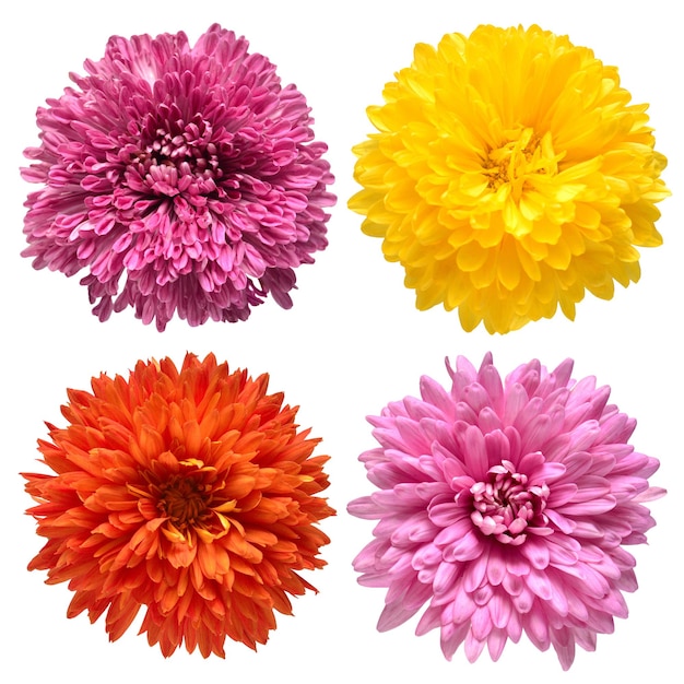 Photo collection chrysanthemum head flower isolated on white background