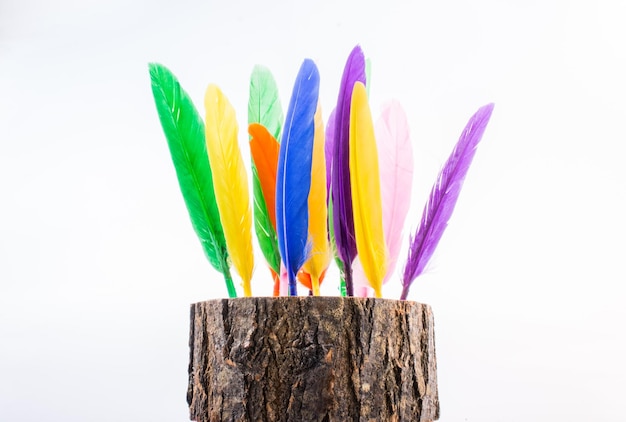 Collection of colored feathers on wooden log