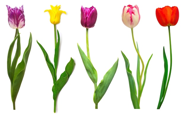 Collection colorful different flowers tulips isolated on a white background Spring time beautiful floral delicate composition Creative concept Flat lay top view