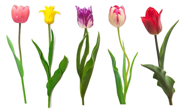 Collection colorful different flowers tulips isolated on a white background Spring time beautiful floral delicate composition Creative concept Flat lay top view