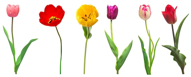 Collection colorful different flowers tulips isolated on a white background Spring time beautiful floral delicate composition Creative concept Flat lay top view