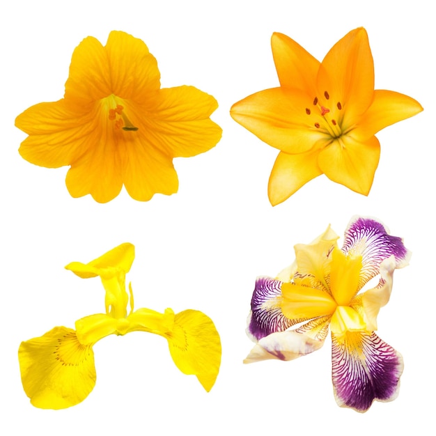 Collection of colorful flowers lilies, bell and iris isolated on white background. Spring. Flat lay, top view. Love. Valentine's Day. Easter. Wedding card