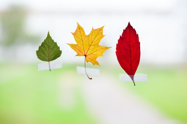 Collection of Colorful leaves on window glass with rain drops in the autumn rainy day season is fall