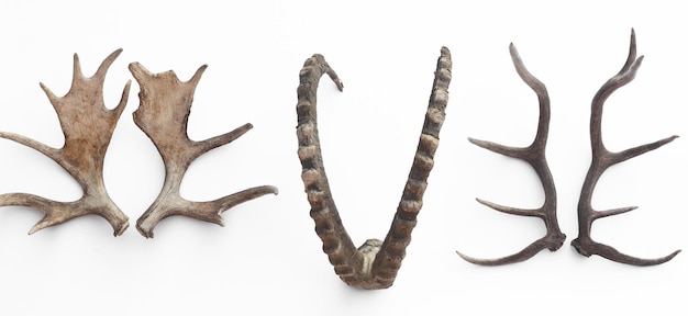 collection of deer antlers isolated on white background