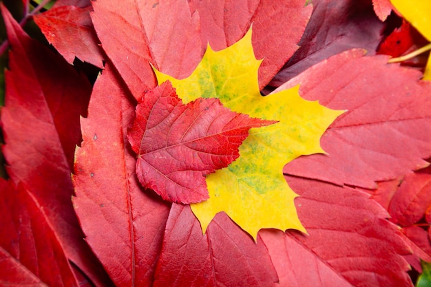 Collection of different autumn colored leaves