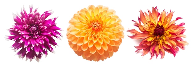 Collection flowers dahlias isolated on white background Flat lay top view