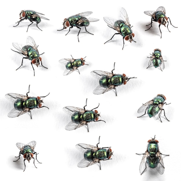 Collection of Green bottle fly isolated