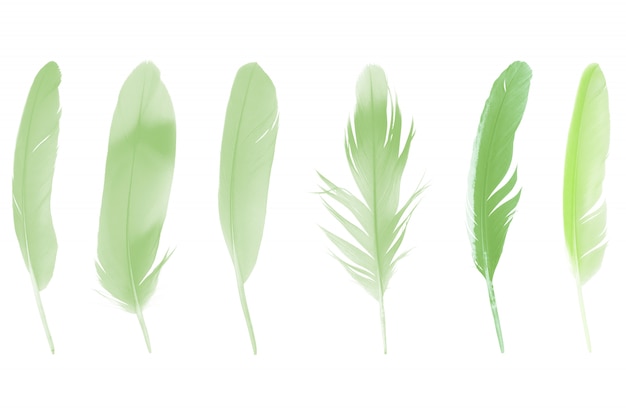 Collection green feather isolated on white