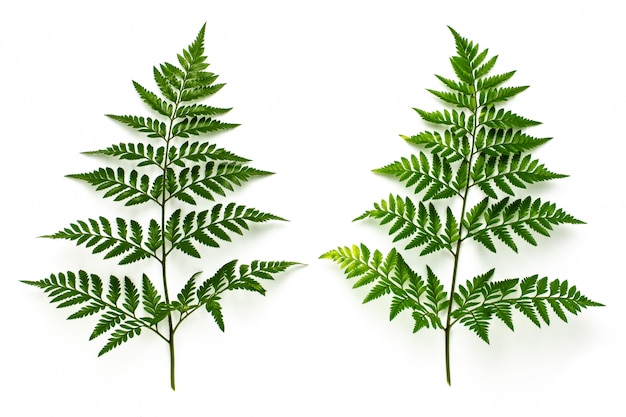 Collection of green fern leaves isolated on white background