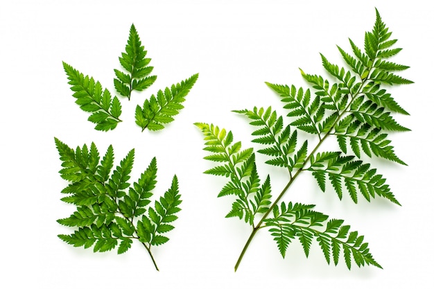 Collection of green fern leaves isolated on white background