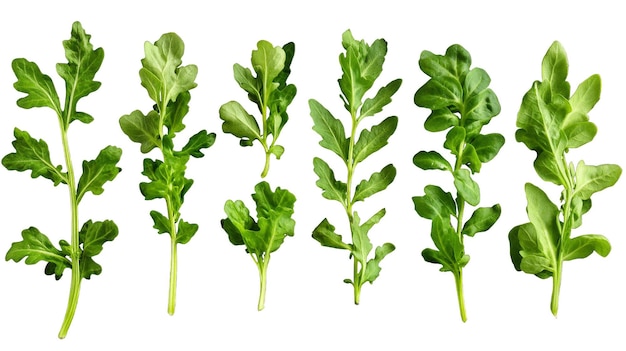 Photo a collection of green plants rucola with different shapes and sizes