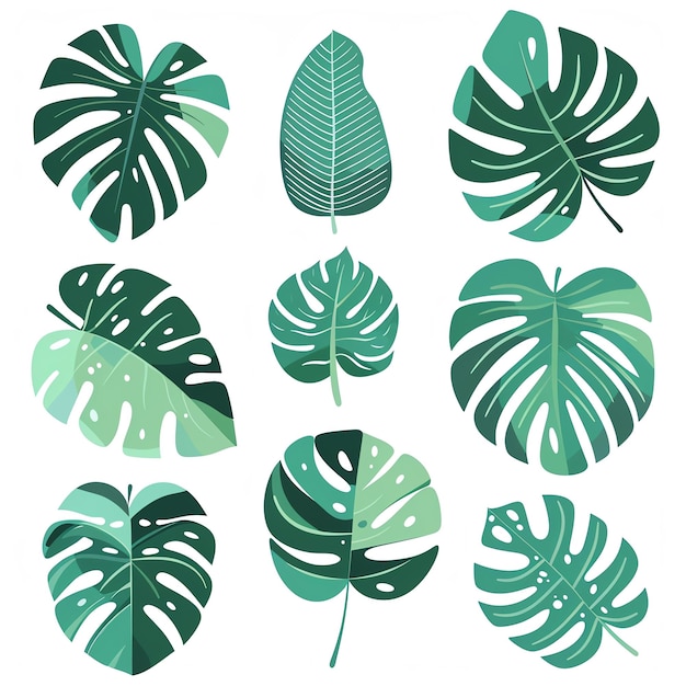 Photo a collection of green and white tropical leaves and a white background