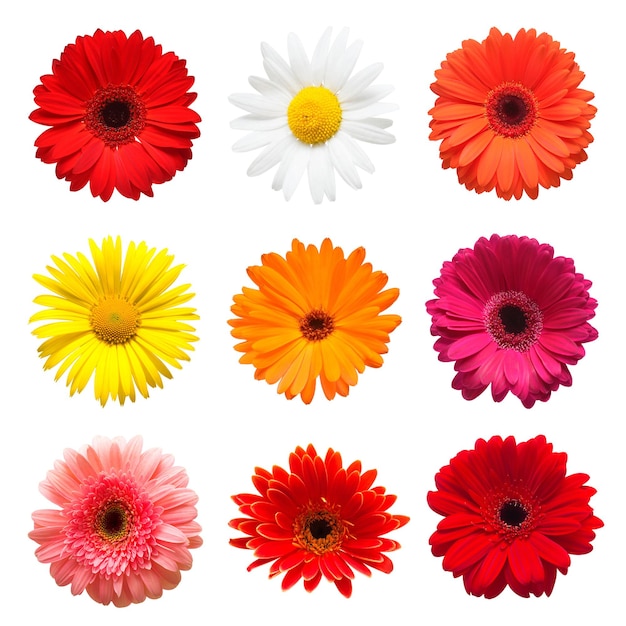 Collection head flowers chamomile gerbera and calendula  isolated on white background Fashionable creative floral composition Summer spring Flat lay top viewxA