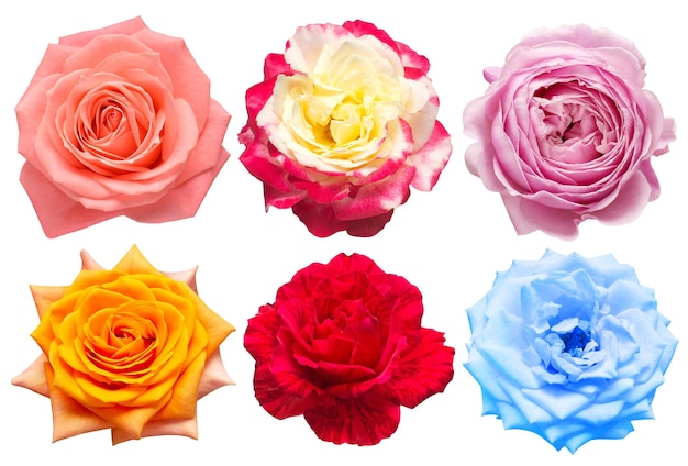 Collection head flowers roses isolated on a white background Perfectly retouched full depth of field on the photo Flat lay top view