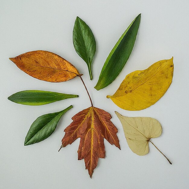 Photo a collection of leaves and leaves with the word autumn on them