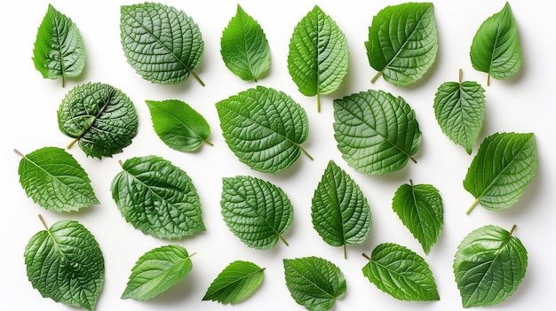 a collection of mint leaves on a white background