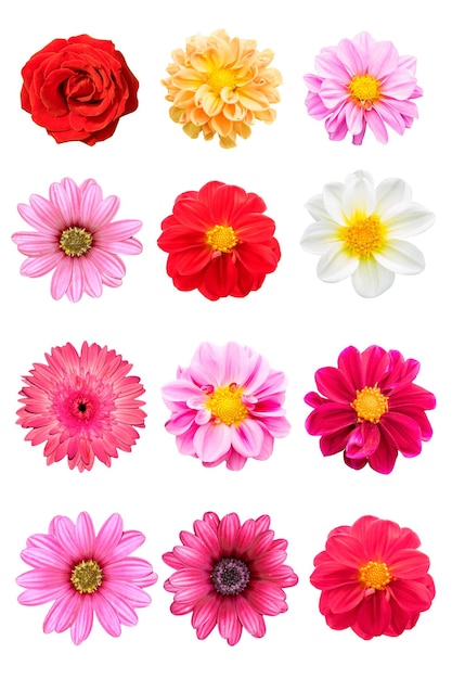 Collection mix flower Colorful isolated on white background