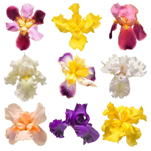 Collection of multicolored irises flowers isolated on white background Hello spring Flat lay top view Object studio floral pattern