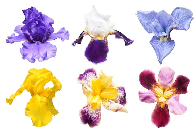 Collection of multicolored irises flowers isolated on white background Hello spring Flat lay top view Object studio floral pattern