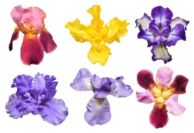 Collection of multicolored irises flowers isolated on white background Hello spring Flat lay top view Object studio floral pattern