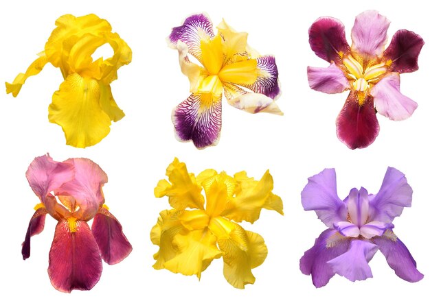 Collection of multicolored irises flowers isolated on white background Hello spring Flat lay top view Object studio floral pattern