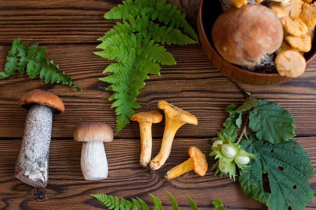 collection of mushrooms on a wooden board for educational books and manuals various mushrooms layout banner postcard