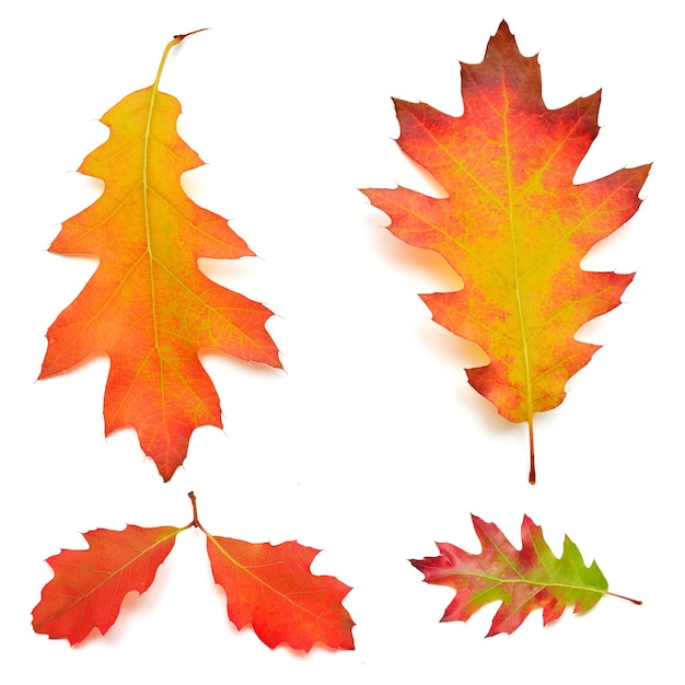 Collection of oak autumn falling leaves isolated on white background Red green and yellow leaf Top view flat lay