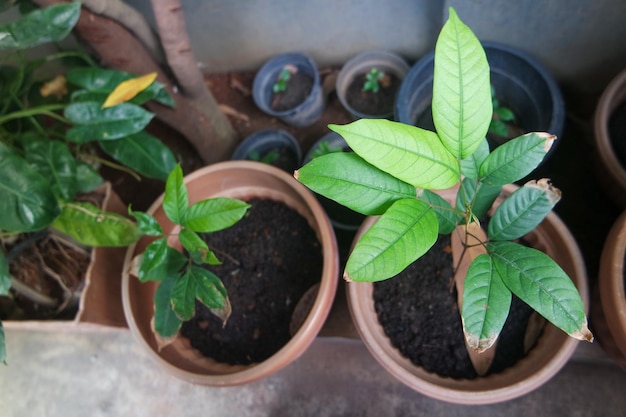 collection of ornamental plants in pots