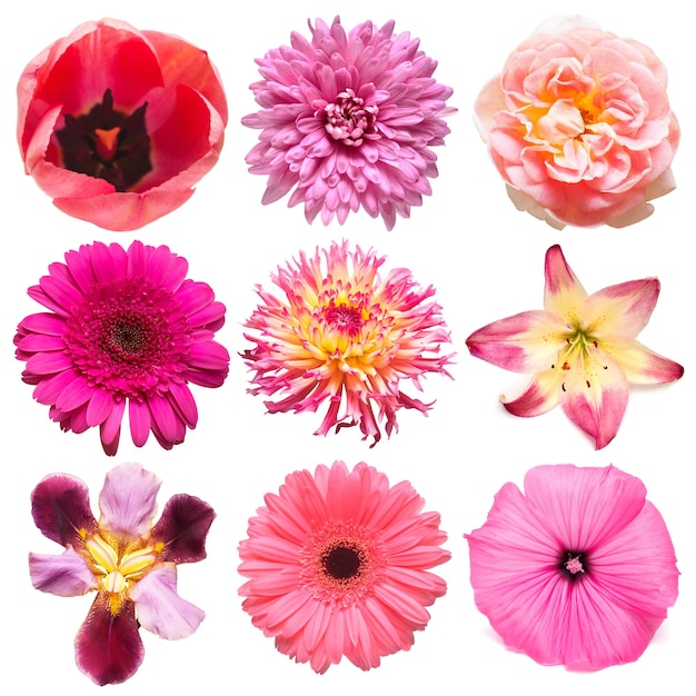 Collection pink flowers head of tulip iris dahlia rose daisy lily gerbera chrysanthemum  isolated on white background Beautiful floral delicate composition Flat lay top view