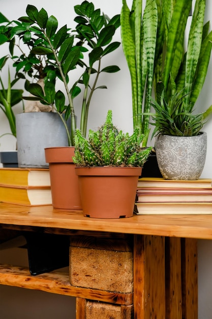 Collection of potted plants on wooden table