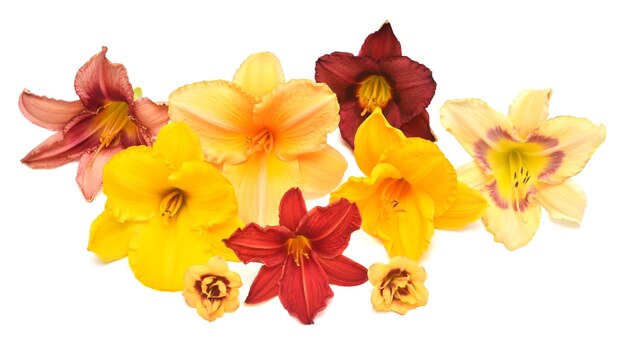 Collection of red orange and yellow hemerocallis isolated on a white background