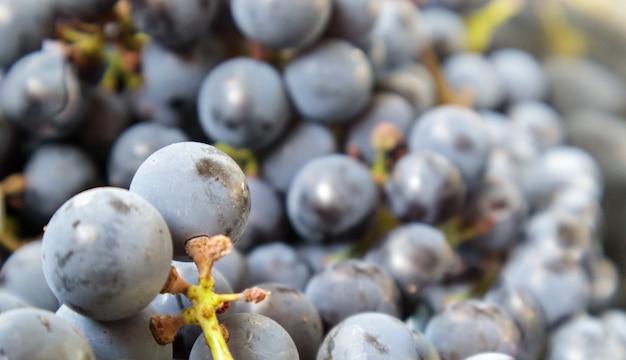 Collection of ripe grapes. Red wine grapes background. Freshly picked black, blue or red dark wine grapes. Healthy fruits. Bunches of grapes, ready to eat. Berries texture as background. Grape sort.