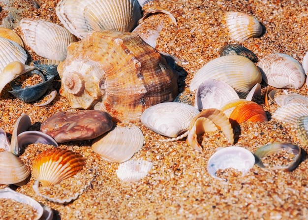 A collection of sea shells are on the beach