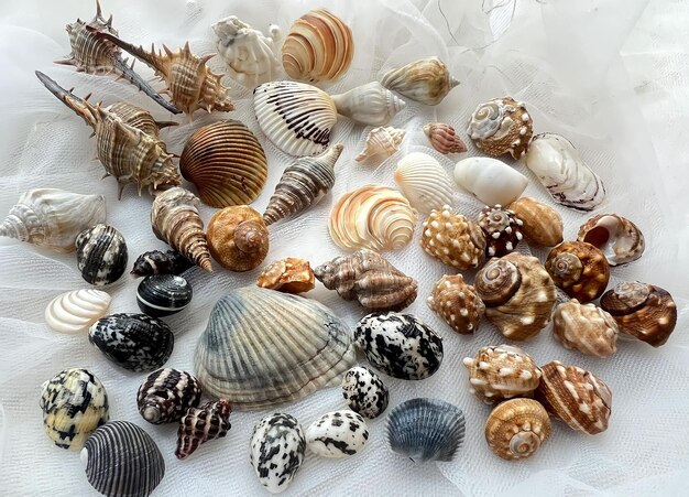 A collection of shells from the sea