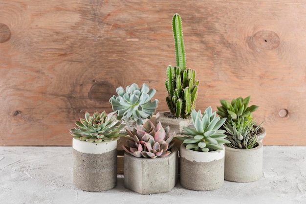 Collection of succulents on a light colored table closeup image