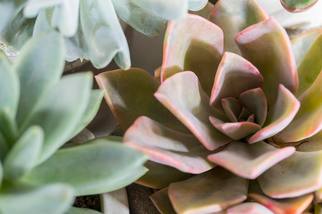 Collection of succulents on a light colored table closeup image