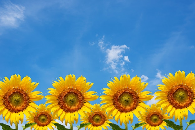 Collection of sunflowers with blue sky background