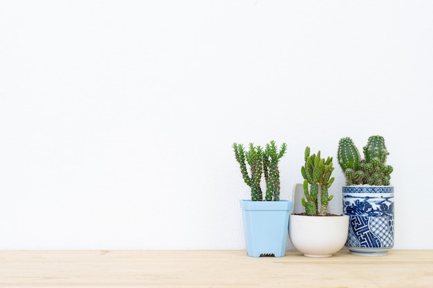 Collection of various cactus plants in different pots.