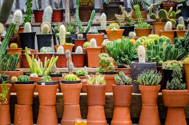 Collection of various cactus plants in different pots