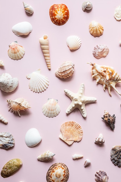 Photo collection of various seashells and starfish beach and summer concept