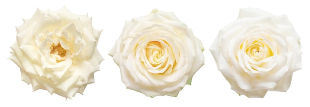 Collection white flowers head roses isolated on a white background Flat lay top view