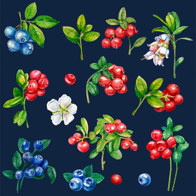 Photo collection of wild berries on a dark background