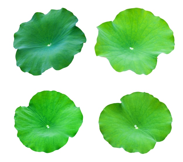 Collections Lotus leaves isolate on a white background. File contains with clipping path so easy to work.