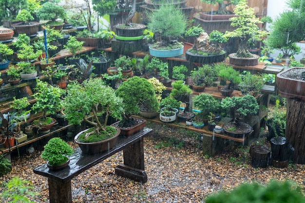 The collector's bonsai are gaining rain.