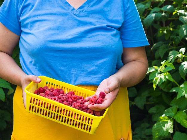 collects raspberries picking berries in the garden eco friendly healthy food natural berries